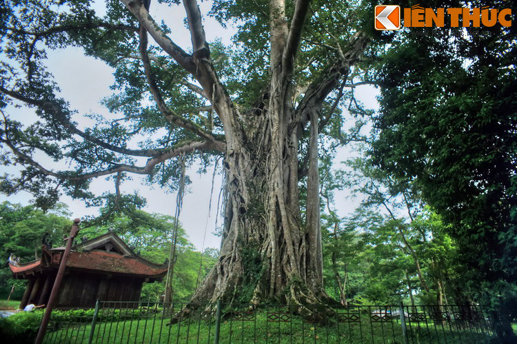 Trong khuôn viên di tích Lam Kinh có rất nhiều cây xanh. Một số cây gắn với những giai thoại ly kỳ được lưu truyền trong dân gian. Nổi tiếng nhất là cây đa Lam Kinh, một cây cổ thụ to lớn nằm bên Ngọ Môn, gắn liền với câu chuyện về “cây đa ôm cây thị”.