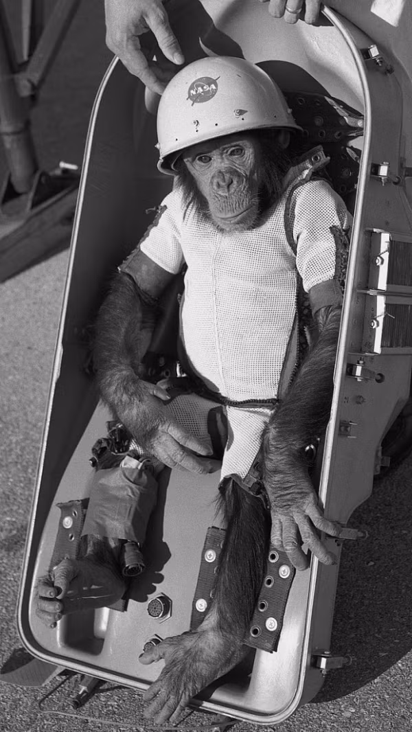 “Ham the Astrochimp”, con tinh tinh đầu tiên được phóng vào vũ trụ, 1961.