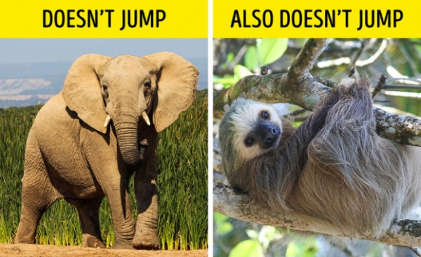  Voi là loài động vật duy nhất không thể nhảy: Đúng là voi trưởng thành không thể nhảy dù thực tế là chúng không chỉ có 4 chân, mà còn có đầu gối, gân và cơ bắp. Thật khó để nâng khối lượng khổng lồ của con voi lên không trung. Nó không thể nâng tất cả 4 feet từ mặt đất đồng thời bởi vì một trong hai chân của họ luôn luôn phải ở trên mặt đất để cân bằng. Nhưng voi không phải là loài động vật duy nhất không thể nhảy. Có những động vật có vú khác cũng không thể làm điều đó, ví dụ, con lười, hà mã và tê giác. Không giống như voi, hà mã và tê giác có thể nâng tất cả 4 chân khỏi mặt đất trong khi chạy.