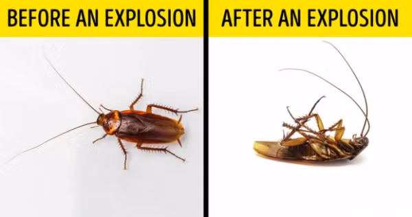  Gián có thể sống sót qua một cuộc chiến hạt nhân: Gián là một trong những sinh vật sống dai nhất trên Trái đất. Chúng có thể sống mà không có thức ăn trong 2 tuần. Thậm chí chúng còn không chết sau một cuộc chiến hạt nhân. Tuy nhiên, các nhà khoa học Mary H. Ross và D. G. Cochran đã quyết định kiểm tra giả thuyết này vào năm 1963 khi nghiên cứu ảnh hưởng của bức xạ trên gián trong điều kiện phòng thí nghiệm. Nó chỉ ra rằng gián sẽ là những sinh vật đầu tiên sẽ chết trong trường hợp thảm họa hạt nhân. 6.400r. liều giết chết 93% của tất cả gián.