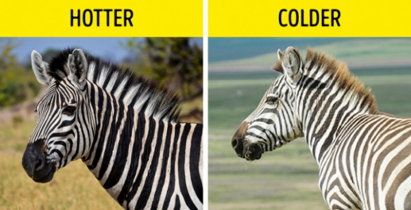  Màu đen và trắng của Zebras để bảo vệ khỏi những kẻ săn mồi: Có nhiều thắc mắc vì sao ngựa lại có sọc đen sọc trắng. Theo một trong những lý giải đầu tiên, sọc màu giúp con ngựa tránh khỏi sự tấn công của kẻ thù. Thứ hai, mỗi con ngựa vằn có màu và hoa văn độc đáo giúp chúng nhận ra nhau. Thứ ba, sọc vằn giúp ngựa tránh khỏi sự tấn công của côn trùng. Các nhà khoa học từ Đại học California đã tổ chức một nghiên cứu để tìm ra mối liên hệ giữa màu ngựa vằn và môi trường sống của chúng. Họ chỉ ra rằng nhiệt độ trung bình cao hơn, các sọc đen sáng hơn và rộng hơn. Đồng thời, màu của chúng trở nên mờ nhạt ở những nơi lạnh hơn. Lý do là trong thực tế là sọc đen và trắng nóng lên khác nhau. Vì vậy, các sọc đen và trắng thay đổi trên da ngựa vằn giúp chúng hoạt động bằng nhiệt.