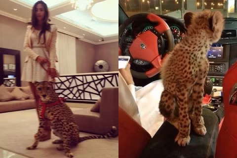 Thú cưng của hội nhà giàu Dubai là hổ, báo hay sư tử.