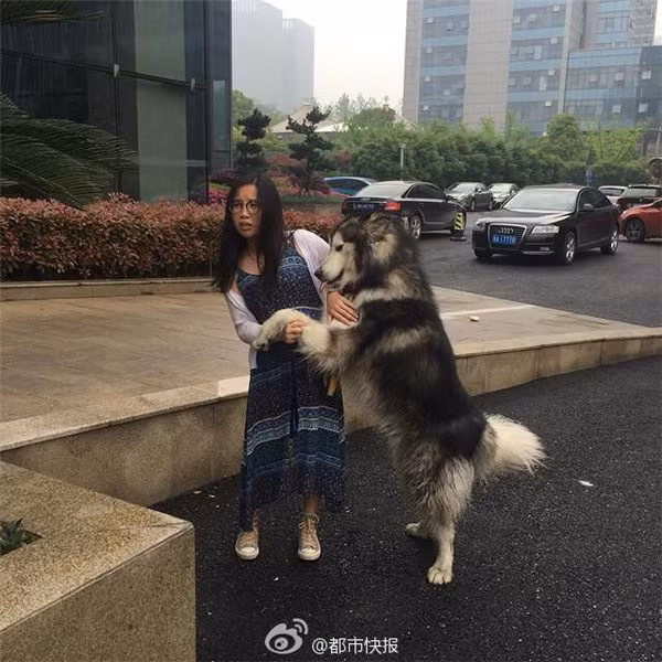 Theo Sina, chú chó to lớn này trước khi “động cỡn” vẫn nằm ngoan ngoãn cạnh cầu thang bên ngoài của một tòa cao ốc. Nhưng khi vừa thấy sự xuất hiện của cô gái mặc váy, đeo kính, để tóc dài khá xinh đẹp này… chú chó lập tức lao đến và bắt đầu có nhiều hành động “sàm sỡ”.