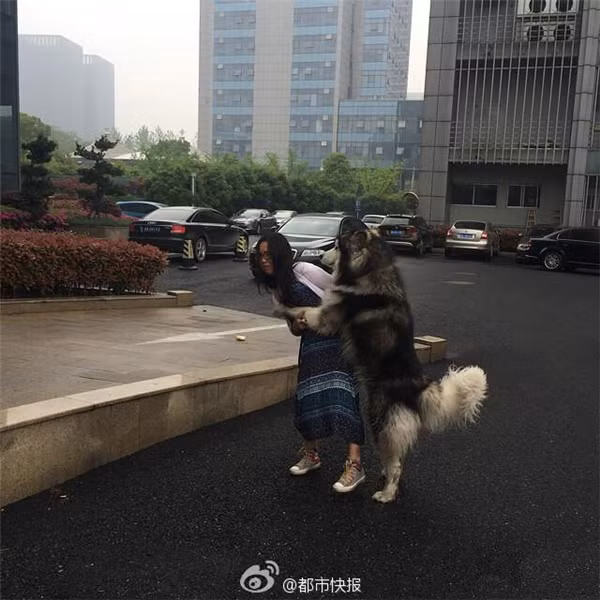 Suốt 20 phút bị chú chó “dê xồm” bám riết, cô gái trẻ bối rối và bắt đầu phải nhờ đến công an, nhân viên an ninh ở gần đó can thiệp. 2, 3 viên công an đến xử lý nhưng ban đầu họ cũng phải bất lực vì chú chó quá khỏe và dường như đã bị kích động mạnh.