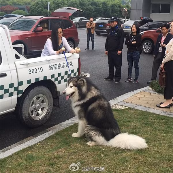 Dù đang bận rộn và dở khóc, dở mếu vì bị sàm sỡ bởi một… con chó nhưng cô gái trẻ vẫn buộc phải nghe lời, sự sắp xếp của các nhân viên cảnh sát. Cô gái trẻ leo lên thùng xe và thể hiện vẻ mặt như vừa giận, vừa thương chú chó husky to lớn đã trót “mê mẩn” mình.