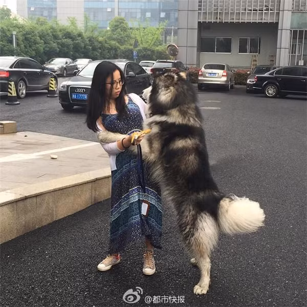Theo quan sát, chú chó husky này có vòng đeo cổ và khá sạch sẽ nên nhiều dân mạng đoán rằng chú bị xổng xích hoặc đang bị lạc chủ. Do bất ngờ nhìn thấy cô gái có thể giống chủ của mình nên đã chạy theo, bám riết không rời.