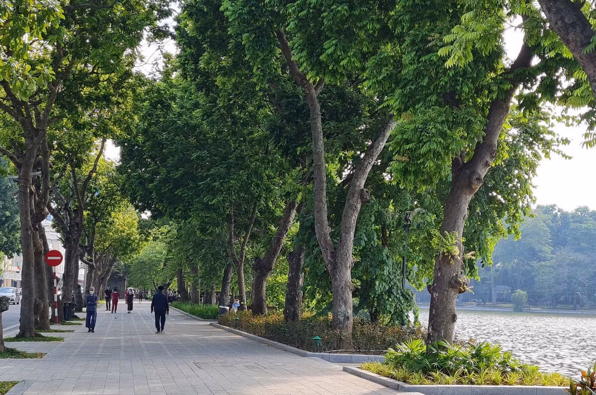 PGS.TS Trần Ngọc Hải: "Thận trọng khi dịch chuyển cây xanh quý cạnh Hồ Gươm" PGS.TS Tran Ngoc Hai: