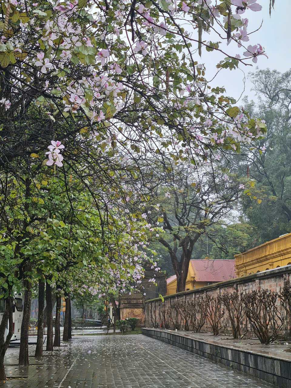 Thời tiết ngày 30/3: Miền Bắc mưa rét, miền Trung mưa rào Thoi tiet ngay 30/3: Mien Bac mua ret, mien Trung mua rao