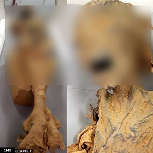 Xác ướp "công chúa la hét" được đặt trong quan tài với tư thế đầu hơi ngửa ra sau, miệng mở rộng như đang thét lên kinh hãi.