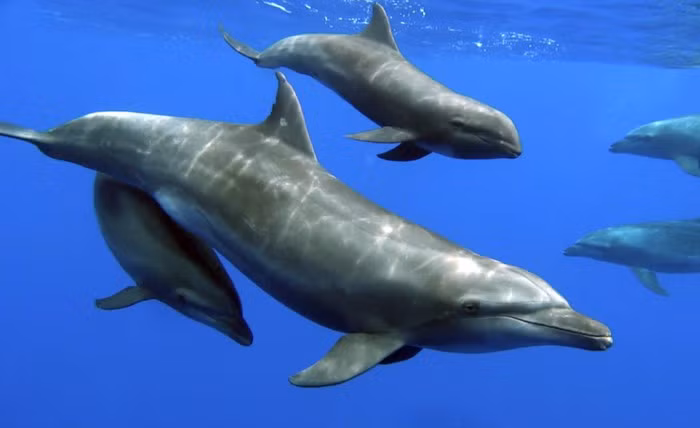 Sau 7 năm nghiên cứu bộ xương, các chuyên gia xác định thủy quái được phát hiện ở bờ biển Bermuda là một con cá heo. Con vật này chết vì bệnh.