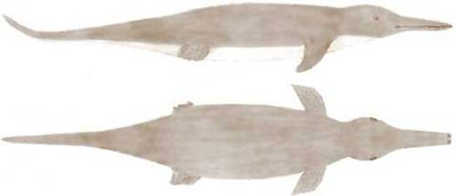 Tháng 6/1983, Owen Burnham, 15 tuổi, đi dạo trên bờ biển Bungalow, Gambia thì bất ngờ phát hiện xác một thủy quái. Sự việc này nhanh chóng thu hút sự quan tâm của giới truyền thông và công chúng.