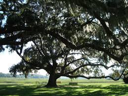 Thông tin trên khá ly kỳ và hấp dẫn nhưng không phải sự thật. Tờ Cyprus Mail - trang tin của đảo Síp đã có bài viết để vén màn bí mật về sự việc gây xôn xao dư luận trên.