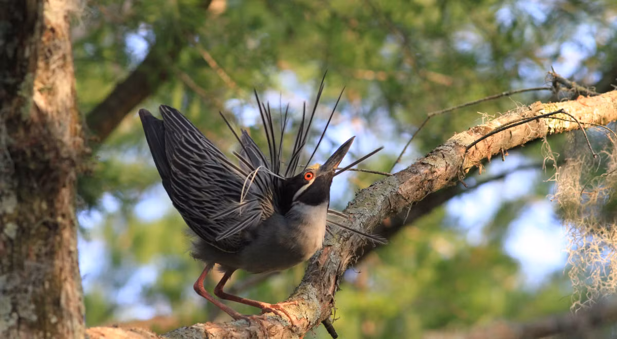 Theo Cyprus Mail, bộ hài cốt được tìm thấy vào năm 2006. Ủy ban tìm kiếm người mất tích tại Síp (CMP) nhận được thông tin về 3 bộ hài cốt trong một cái hang gần biển. Do đó, họ quyết định điều tra theo dữ liệu có được.