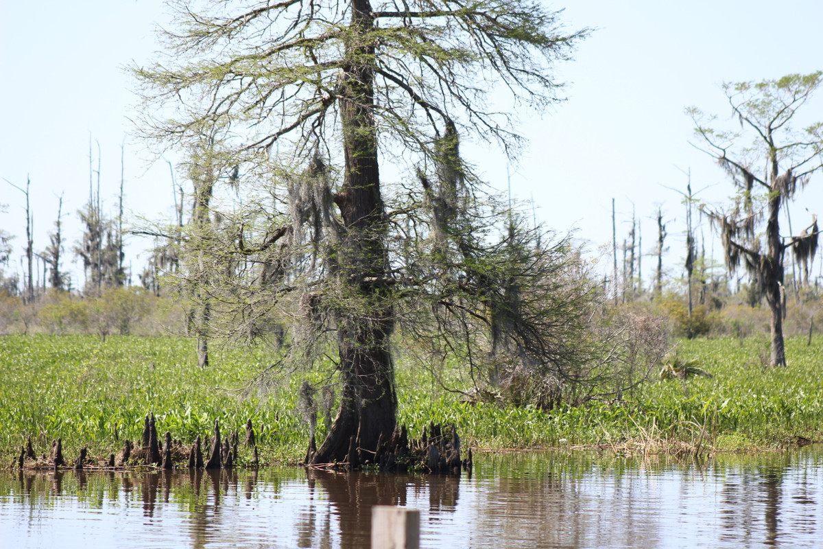 Do bị nhốt bên trong hang động, Hergune sống sót những ngày cuối cùng trong tối tăm. Ông có bữa ăn cuối cùng là quả sung. Nhiều năm sau, thi hài phân hủy và hạt sung trong bụng nảy mầm, phát triển thành một cái cây to lớn.