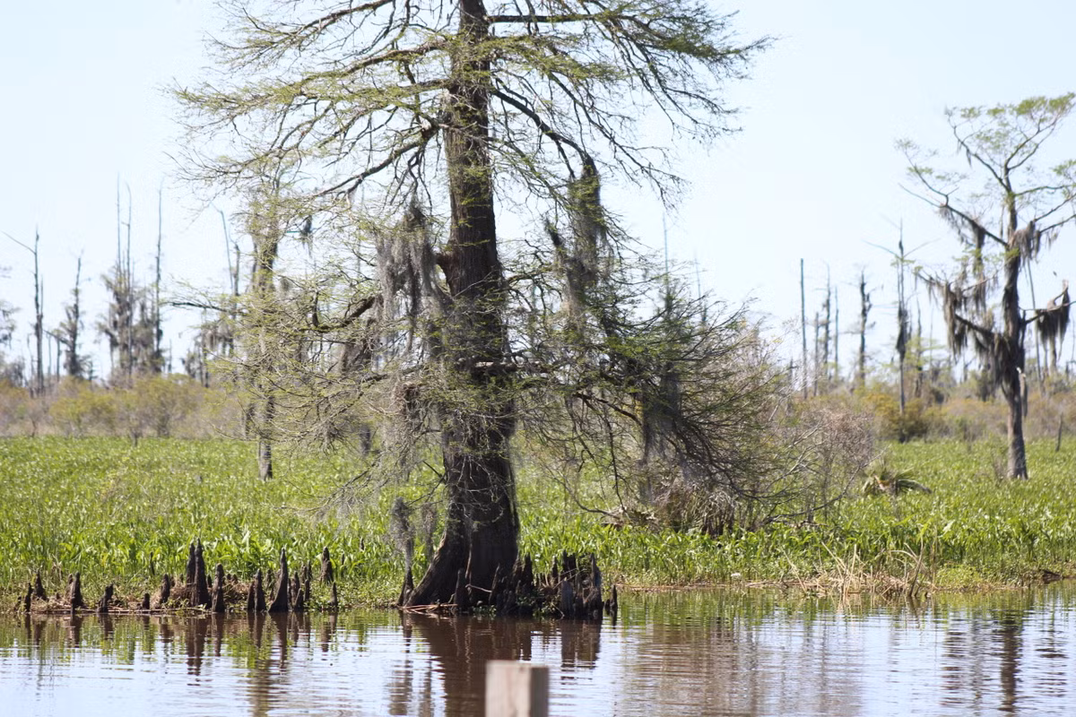 Do bị nhốt bên trong hang động, Hergune sống sót những ngày cuối cùng trong tối tăm. Ông có bữa ăn cuối cùng là quả sung. Nhiều năm sau, thi hài phân hủy và hạt sung trong bụng nảy mầm, phát triển thành một cái cây to lớn.