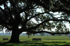 Ba bộ hài cốt, bao gồm thi hài của Hergune được tìm thấy đều ở vị trí cách xa cây sung. Thêm nữa, về mặt khoa học, không thể có chuyện cây sung mọc ra trong dạ dày người sau khi nạn nhân qua đời.