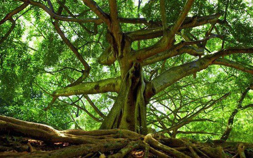 Thông tin về cây sung mọc ra từ bộ hài cốt trên đảo Síp được nhiều người biết đến. Tính xác thực của câu chuyện này khiến nhiều người tò mò.