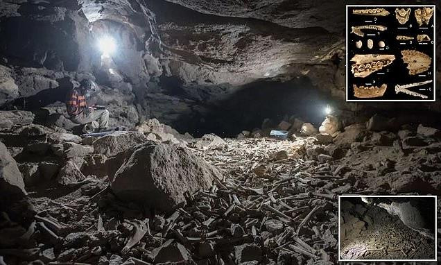 Loài động vật này có các cơ cổ và hàm mạnh mẽ giúp chúng tha xác con mồi to lớn đi được một quãng đường xa và làm vỡ các xương lớn để ăn tủy bên trong.