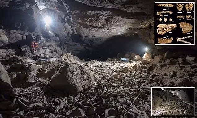 Loài động vật này có các cơ cổ và hàm mạnh mẽ giúp chúng tha xác con mồi to lớn đi được một quãng đường xa và làm vỡ các xương lớn để ăn tủy bên trong.