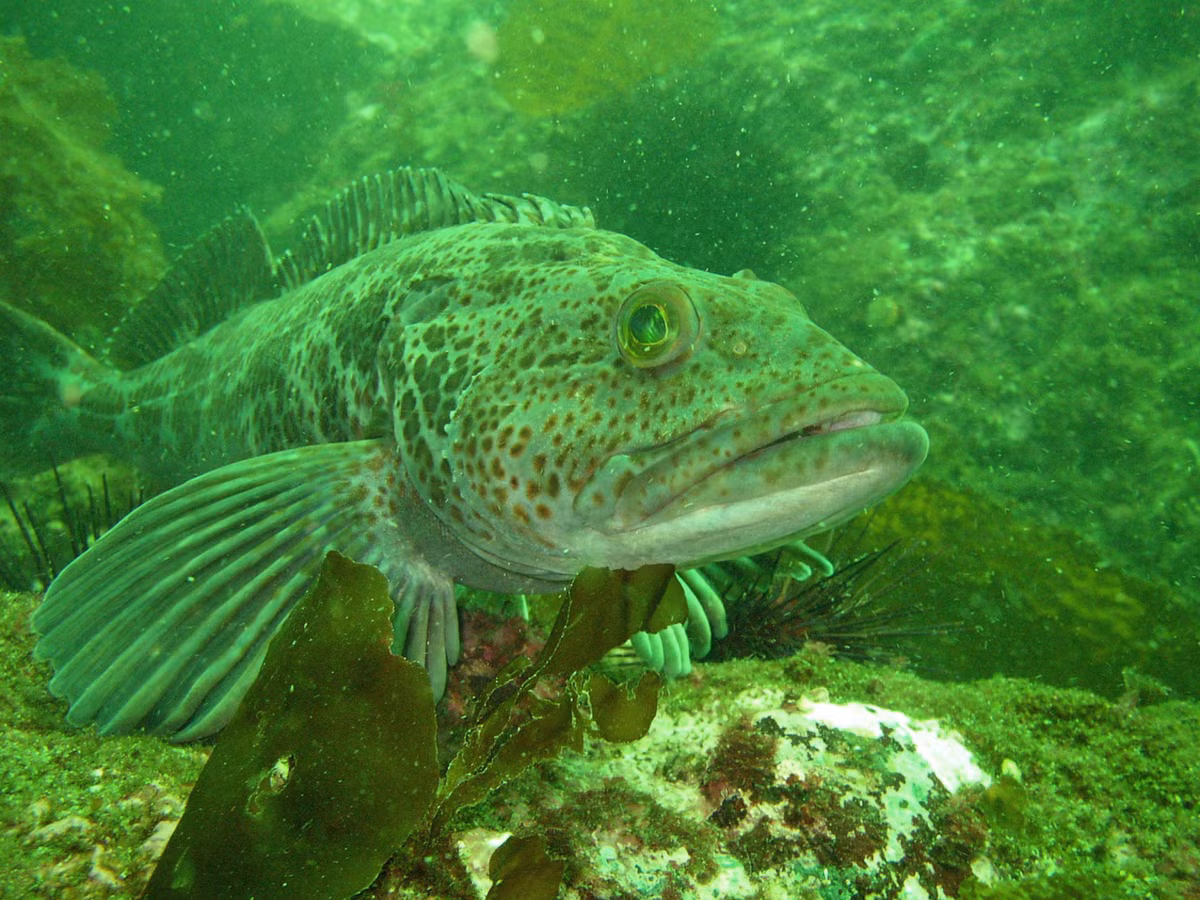 Kết quả nghiên cứu cũng cho thấy cá linh Thái Bình Dương rụng trung bình khoảng 20 chiếc răng/ngày. Việc rụng răng của chúng không liên quan đến quá trình ăn.