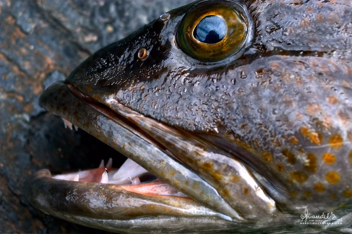 Cá linh Thái Bình Dương (tên khoa học: Ophiodon elongatus) là một loài cá săn mồi sinh sống ở Bắc Thái Bình Dương. Nó có chiều dài cơ thể 50 cm khi trưởng thành. Tuy nhiên, một số con có thể dài tới 1,5m.