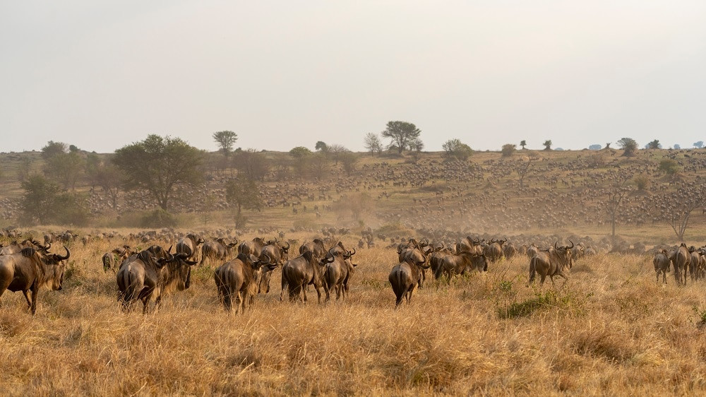 Theo kịch bản này, những loài động vật đã tuyệt chủng tương tự như những loài được tìm thấy ở Serengeti ngày nay bao gồm: voi, tê giác và sư tử sẽ sống ở khắp châu Âu. Trong đó, Trái đất cũng vẫn sẽ là nơi sinh sống của sư tử hang động (Panthera spelaea) - loài sư tử lớn hơn sống ở châu Âu cho đến khoảng 12.000 năm trước.
