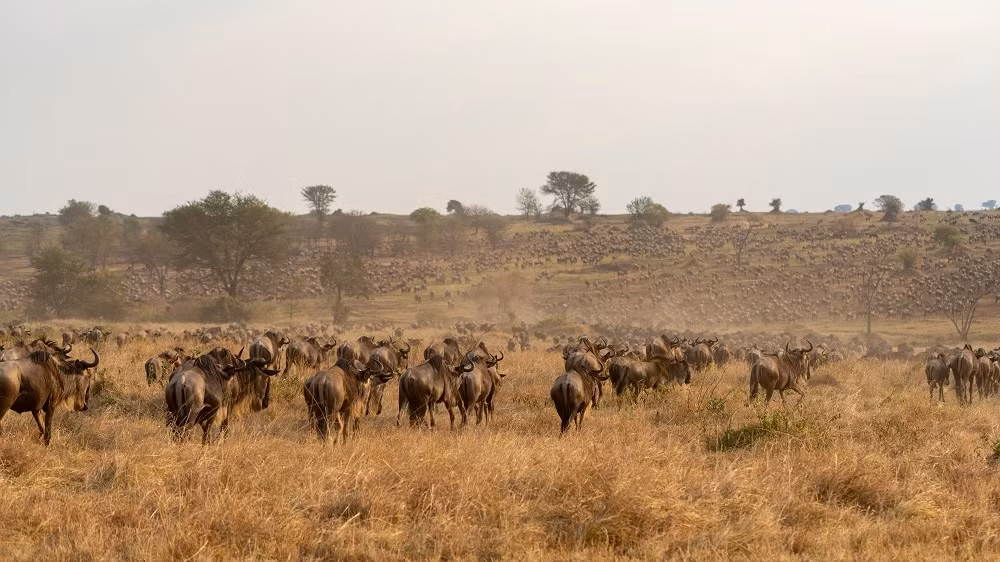 Theo kịch bản này, những loài động vật đã tuyệt chủng tương tự như những loài được tìm thấy ở Serengeti ngày nay bao gồm: voi, tê giác và sư tử sẽ sống ở khắp châu Âu. Trong đó, Trái đất cũng vẫn sẽ là nơi sinh sống của sư tử hang động (Panthera spelaea) - loài sư tử lớn hơn sống ở châu Âu cho đến khoảng 12.000 năm trước.