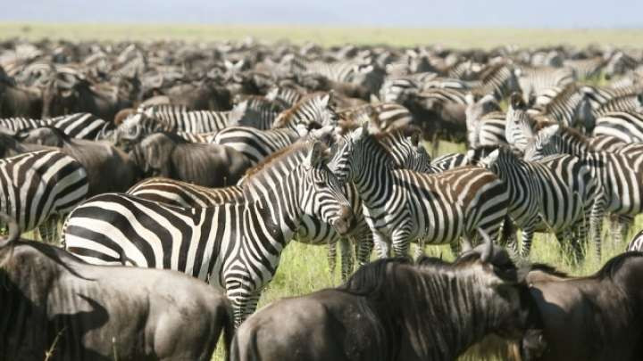 Sự suy giảm các loài động thực vật trong tự nhiên do ảnh hưởng của con người cho thấy Trái đất sẽ là một nơi hoang dã hơn rất nhiều nếu không có chúng ta. Những con moas khổng lồ (loài chim giống đà điểu, một số có thể cao tới 3,6m) và đại bàng Haast là những ví dụ gần đây về các loài động vật lớn mà sự tuyệt chủng của chúng do các hoạt động của con người như săn bắn, phá hoại môi trường sống.