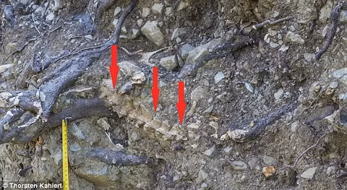 Kết quả kiểm tra cho thấy người đàn ông này qua đời khi khoảng 17 - 20 tuổi. Người này cao khoảng 1,77m. Vào thời Trung cổ, người này có chiều cao khá ấn tượng so với vóc dáng của người dân thời đó.