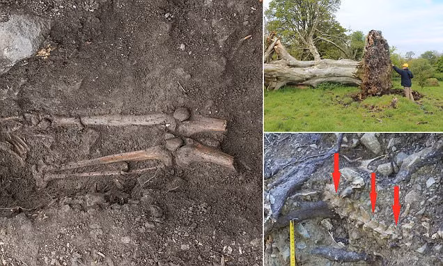 Việc tìm thấy bộ hài cốt này hé lộ bí mật rùng rợn. Marion Dowd, Giám đốc của Đoàn khảo cổ học Sligo-Leitrim (SLA), cho hay: “Người đàn ông bị giết một cách rùng rợn. Chúng tôi phát hiện những vết đâm ở ngực do một con dao gây ra. Trên tay trái của người này cũng có một vết đâm. Điều này cho thấy người đàn ông cố gắng tự vệ khi bị tấn công”.