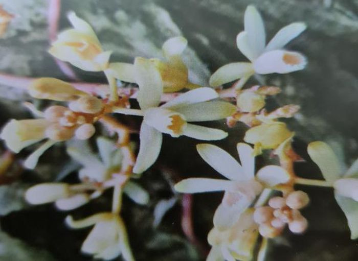 Vào chiều ngày 10/11, ông Trần Văn Tý - Chi cục trưởng Chi cục Kiểm lâm Quảng Trị thông tin, trong chương trình nghiên cứu đa dạng thực vật và tài nguyên cây thuốc tại tỉnh Quảng Trị, các nhà nghiên cứu thuộc Viện nghiên cứu Khoa học miền Trung và Chi cục Kiểm lâm Quảng Trị phát hiện một loài lan không lá tại khu rừng Rú Lịnh, huyện Vĩnh Linh.