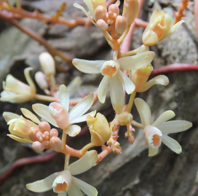 Loài lan không lá được phát hiện tại khu rừng Rú Lịnh có tên khoa học Erythrorchis ochobiensis Garay, thuộc họ Phong Lan (Orchidaceae).