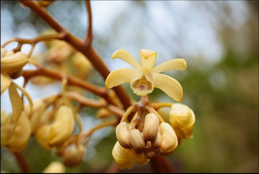 Loài lan Erythrorchis ochobiensis được giáo sư Leonid Averyanov ghi nhận tại tỉnh Quảng Bình, Ninh Thuận và Khu bảo tồn Thiên nhiên Đakrông, tỉnh Quảng Trị.