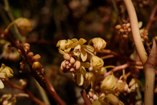 Với việc phát hiện những loài lan quý hiếm này, các chuyên gia nhận định chúng có giá trị về nguồn gen nên cần tiếp tục nghiên cứu và bảo tồn.