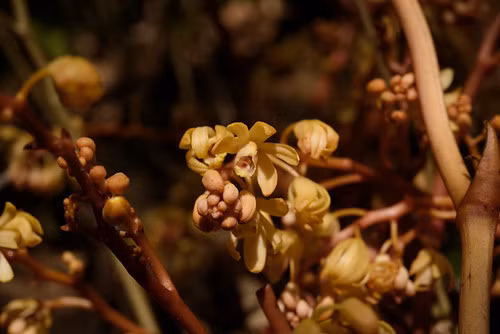 Với việc phát hiện những loài lan quý hiếm này, các chuyên gia nhận định chúng có giá trị về nguồn gen nên cần tiếp tục nghiên cứu và bảo tồn.