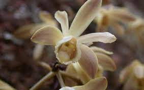 Ba loài trong chi này được các nhà khoa học ghi nhận sinh trưởng ở: Ấn Độ, Đông Dương, vùng nhiệt đới châu Á, Australia. Đây đều là những loài lan quý hiếm do những đặc điểm nổi bật và giá trị nguồn gen của chúng.