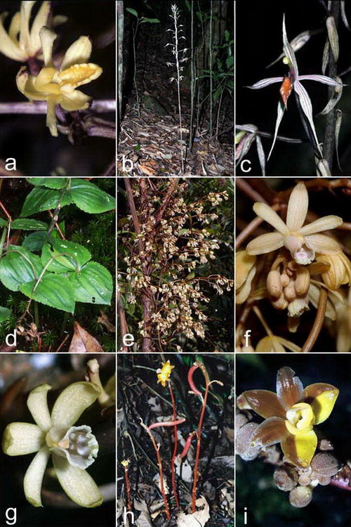Thân leo mảnh và phân nhánh nhiều, phân đốt với lá biến dạng thành vảy. Loài lan không lá có quả thon, hạt có lớp lông dày, có cánh rộng bao quanh, giúp phát tán hạt ra xa theo gió.