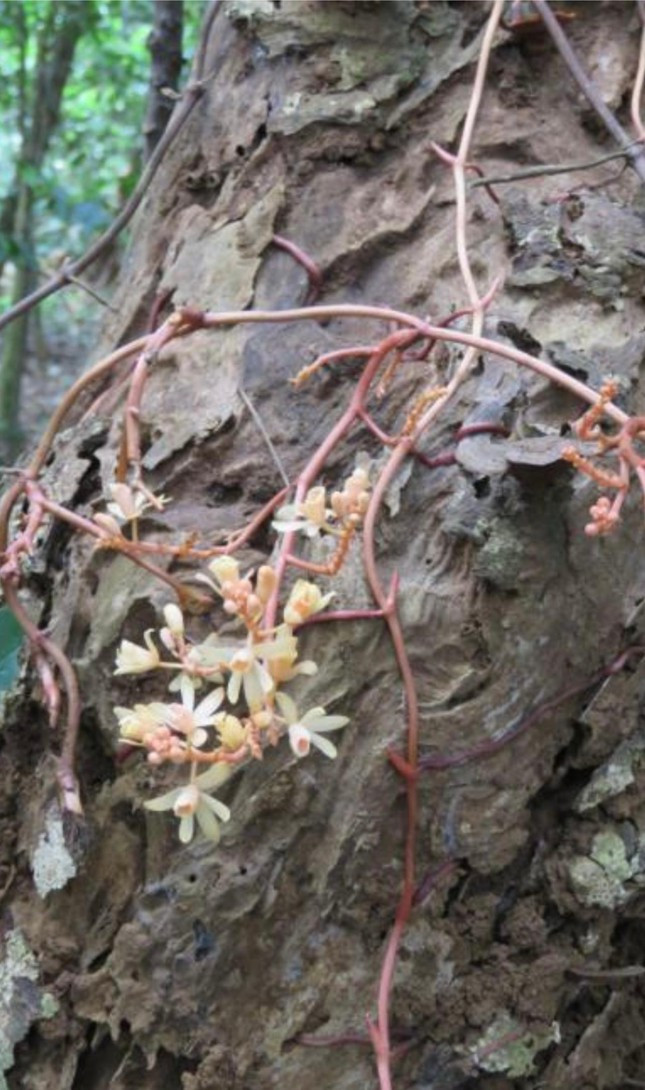 Theo các chuyên gia, loài lan không lá mới phát hiện có những đặc điểm đặc trưng là: thân và rễ ngầm, sống hoại sinh, hoa nở thành cụm có màu trắng, nhụy màu vàng.