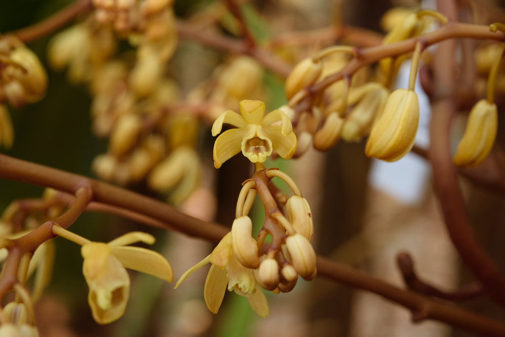 Tính đến thời điểm hiện nay, Việt Nam ghi nhận được 2 loài là: Erythrorchis altissima Blume và Erythrorchis ochobiensis Garay.