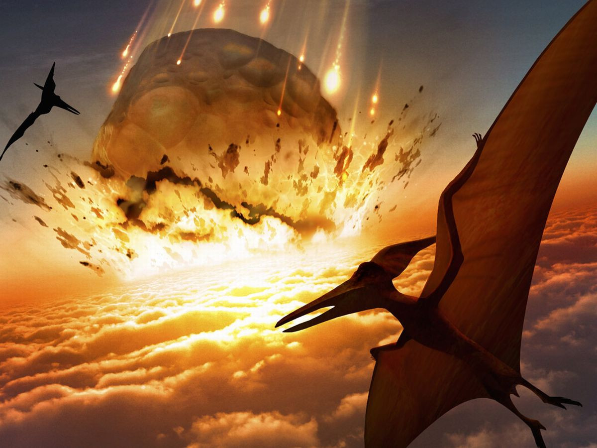 Theo nhà nghiên cứu Torres, những loài chim sống sót sau thảm kịch xảy ra vào 66 triệu năm trước đều có não trước - phần não quyết định sự thông minh của não bộ - lớn hơn so với phần não còn lại.