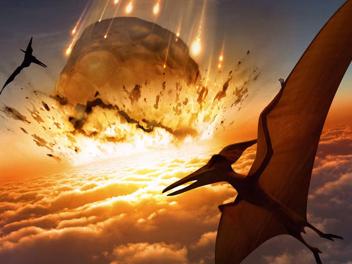 Theo nhà nghiên cứu Torres, những loài chim sống sót sau thảm kịch xảy ra vào 66 triệu năm trước đều có não trước - phần não quyết định sự thông minh của não bộ - lớn hơn so với phần não còn lại.