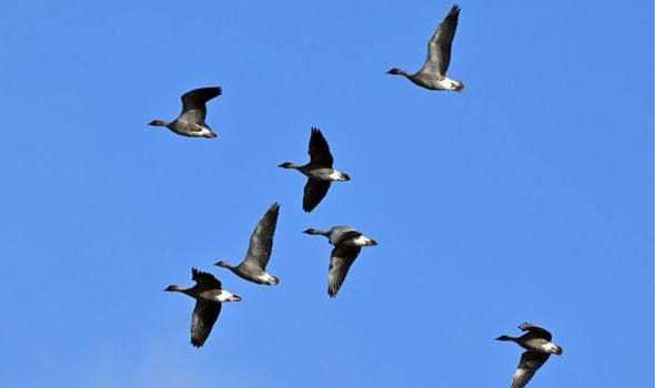 Từ đây, các chuyên gia đi đến kết luận những loài chim ngày nay đã kế thừa bộ não lớn từ các loài chim tổ tiên sống sót sau thảm kịch xảy ra 66 triệu năm trước.