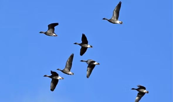 Từ đây, các chuyên gia đi đến kết luận những loài chim ngày nay đã kế thừa bộ não lớn từ các loài chim tổ tiên sống sót sau thảm kịch xảy ra 66 triệu năm trước.