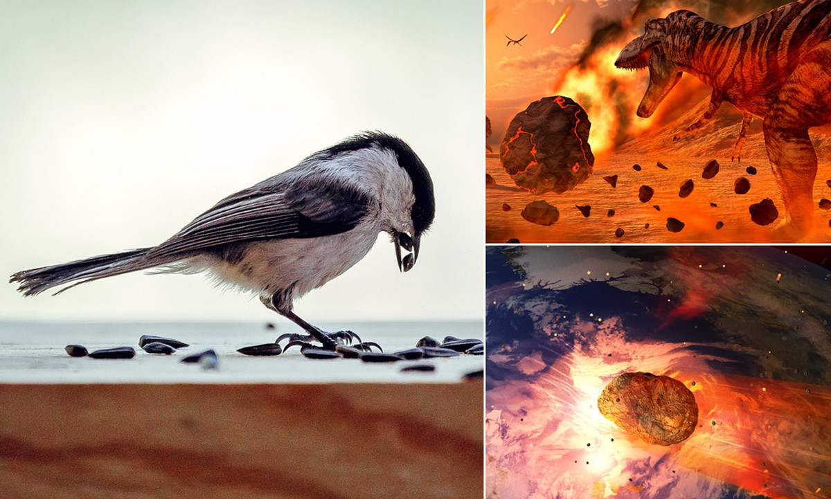 Theo các chuyên gia, những con chim có não trước lớn hơn có thể sửa đổi hành vi đủ nhanh để theo kịp tốc độ thay đổi của môi trường.