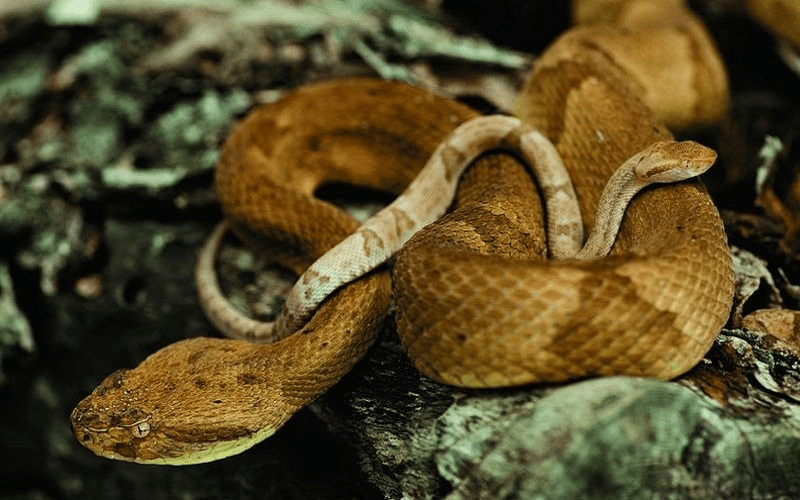 Do cứ mỗi 1 m2 trên đảo có 1 - 5 con rắn độc nên giới chức trách Brazil cấm dân thường đặt chân lên đảo Ilha da Queimada Grande. Chỉ có các nhà khoa học, chuyên gia được cấp phép mới có thể đến đây để thực hiện các dự án nghiên cứu.