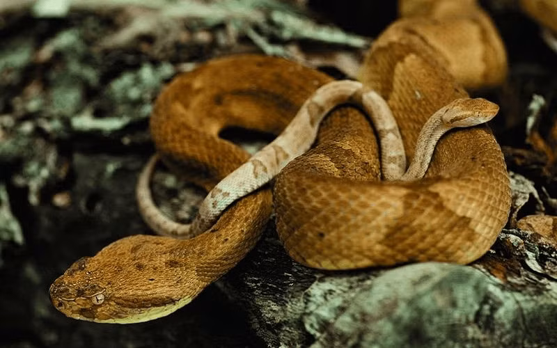 Do cứ mỗi 1 m2 trên đảo có 1 - 5 con rắn độc nên giới chức trách Brazil cấm dân thường đặt chân lên đảo Ilha da Queimada Grande. Chỉ có các nhà khoa học, chuyên gia được cấp phép mới có thể đến đây để thực hiện các dự án nghiên cứu.