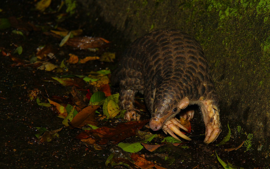 Sách đỏ Việt Nam xếp tê tê vào nhóm V (nhóm động vật nguy cấp, có nguy cơ tuyệt chủng). Vì vậy, để bảo vệ loài động vật quý hiếm này, pháp luật Việt Nam cấm săn bắt, buôn bán tê tê và vảy của chúng...