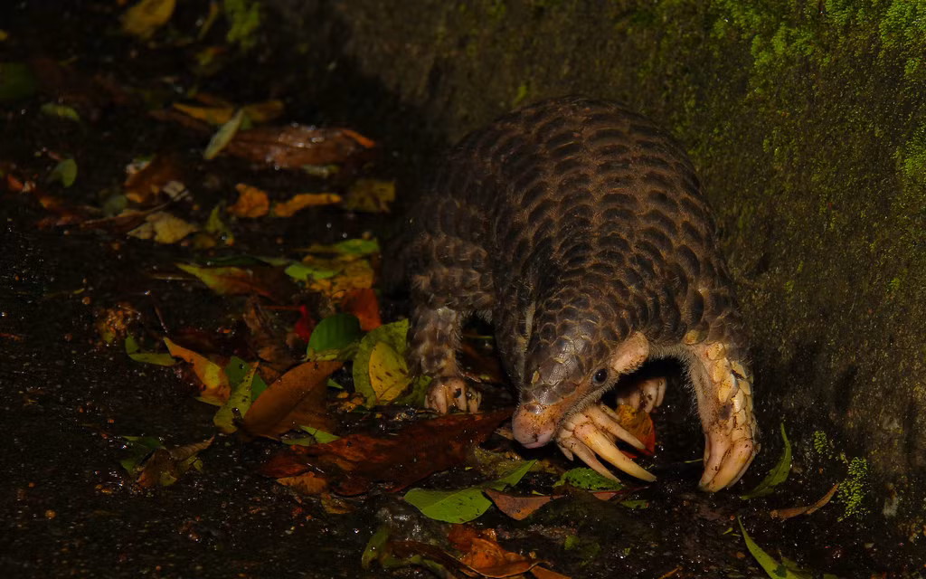 Sách đỏ Việt Nam xếp tê tê vào nhóm V (nhóm động vật nguy cấp, có nguy cơ tuyệt chủng). Vì vậy, để bảo vệ loài động vật quý hiếm này, pháp luật Việt Nam cấm săn bắt, buôn bán tê tê và vảy của chúng...