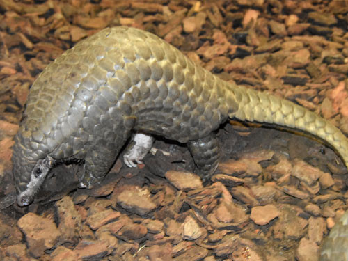 Tên khoa học của tê tê là Manis pentadactyla (tê tê vàng, chủ yếu là miền Bắc). Trên thế giới còn có một loài tê tê khác nhưng ít gặp hơn có tên khoa học là Manis javanica (tê tê Java, sinh sống ở miền Nam trở ra đến vùng Quảng Nam).