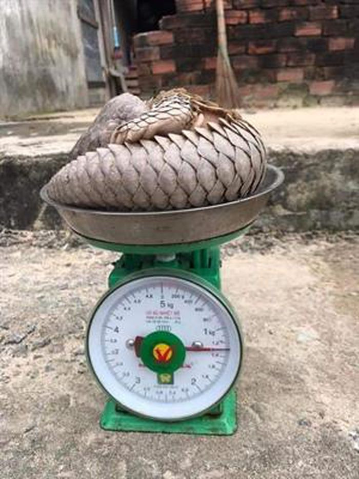 Vào ngày 21/11, Ban Quản lý Khu bảo tồn biển Cù Lao Chàm cho biết vừa phối hợp với các đơn vị kiểm lâm và công an trên địa bàn xã đảo Tân Hiệp (TP Hội An) thả về rừng một con tê tê 1,3 kg, dài 70 cm sau khi nhận được tin báo của người dân địa phương.